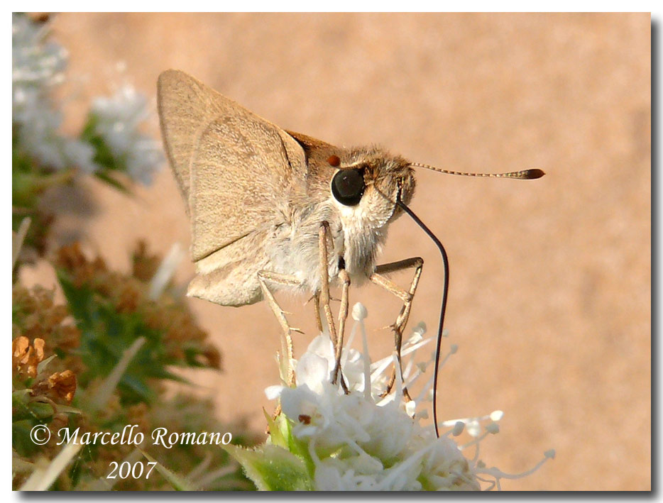 Gegenes nostrodamus, la farfalla delle dune (Hesperiidae)